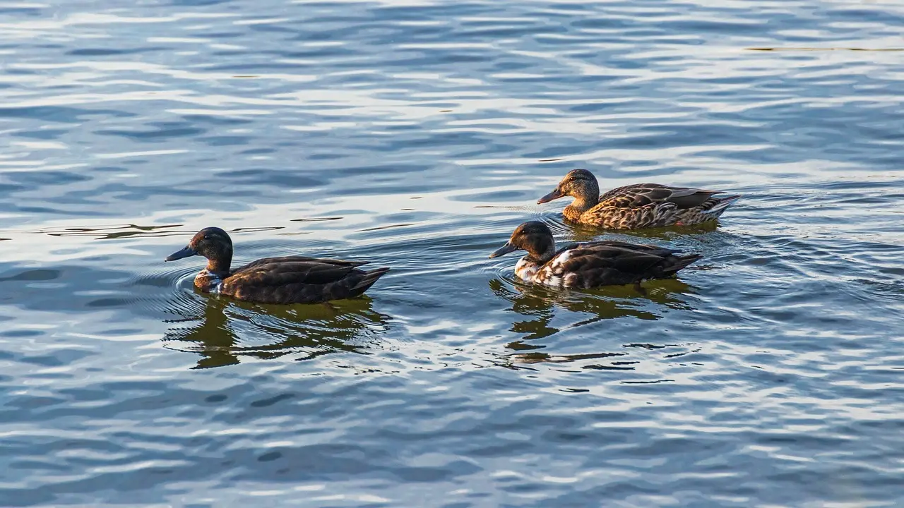 Bælgfrugt Krydsord Løsning