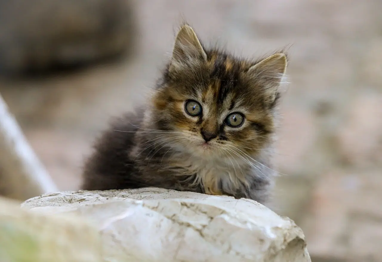 Medvirkende i The Post