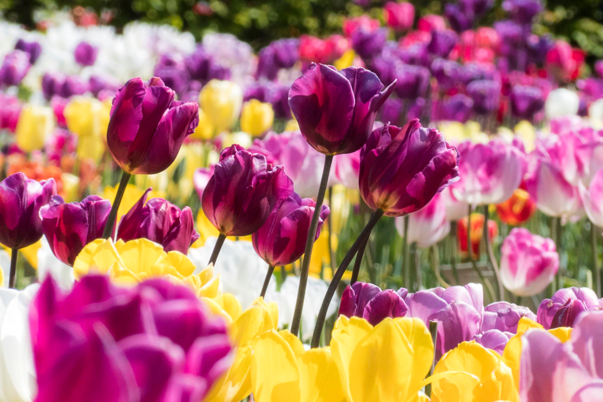 Tulipanboblen: Da en bondegård kunne købes for tulipanløg