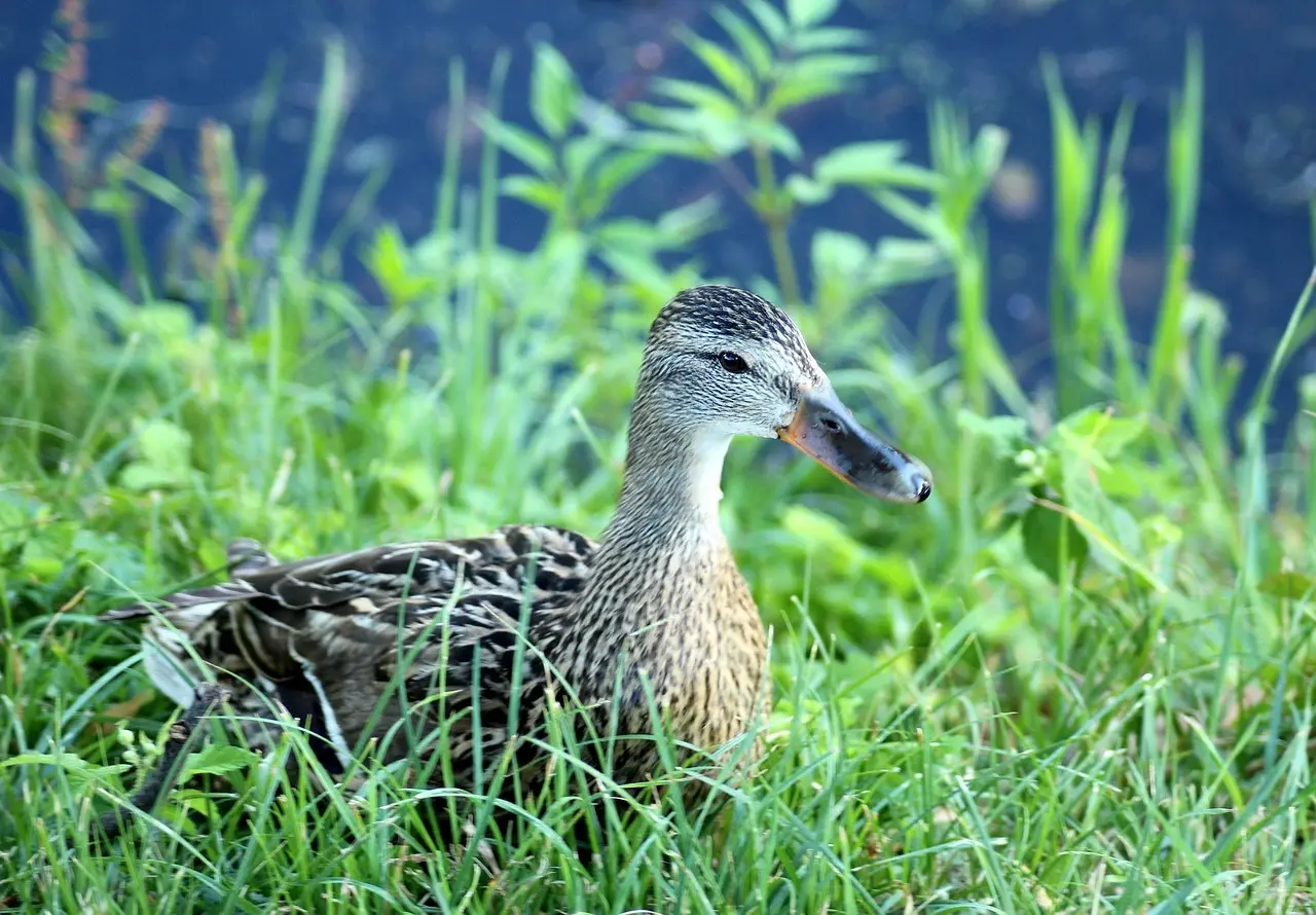 Artikel: Hjælp til krydsord