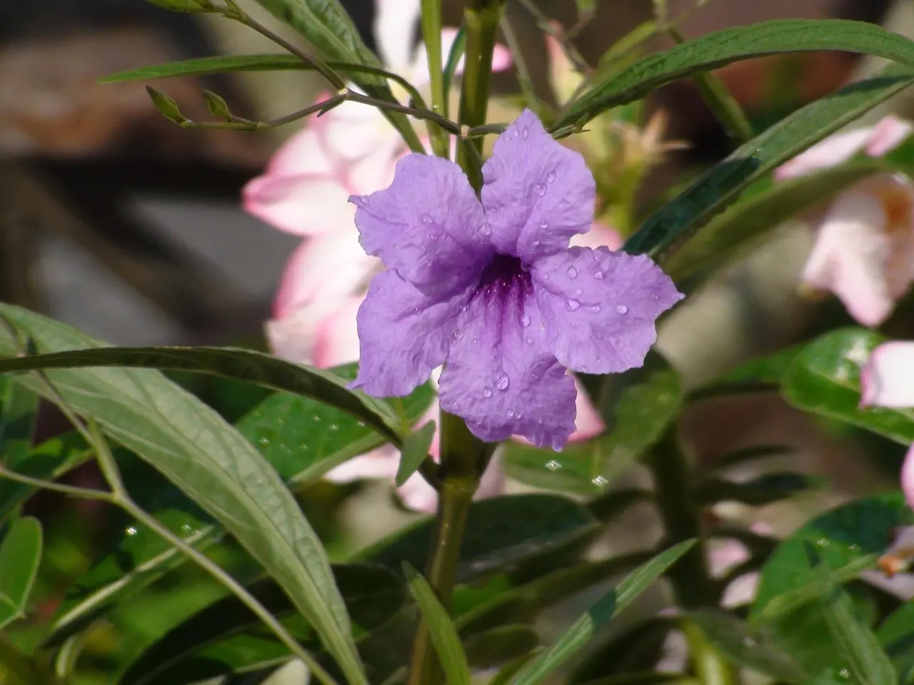 Medvirkende i Mary Poppins