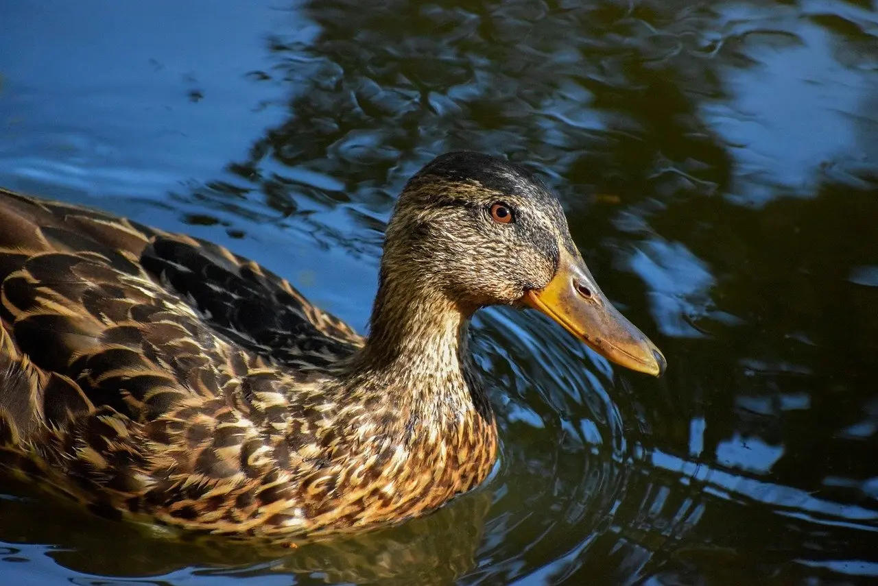 Krydsord hjælp til Indonesien