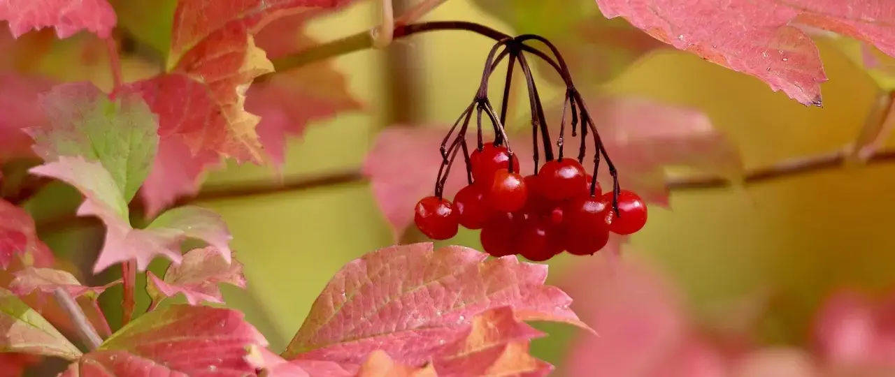 5 trin til at rydde din dyre forbrugsgæld hurtigt