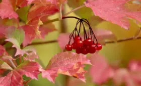 5 trin til at rydde din dyre forbrugsgæld hurtigt