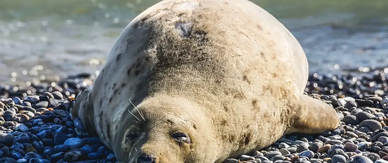 6 love, der formede dansk kapitalisme 1857-1939