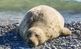 6 love, der formede dansk kapitalisme 1857-1939