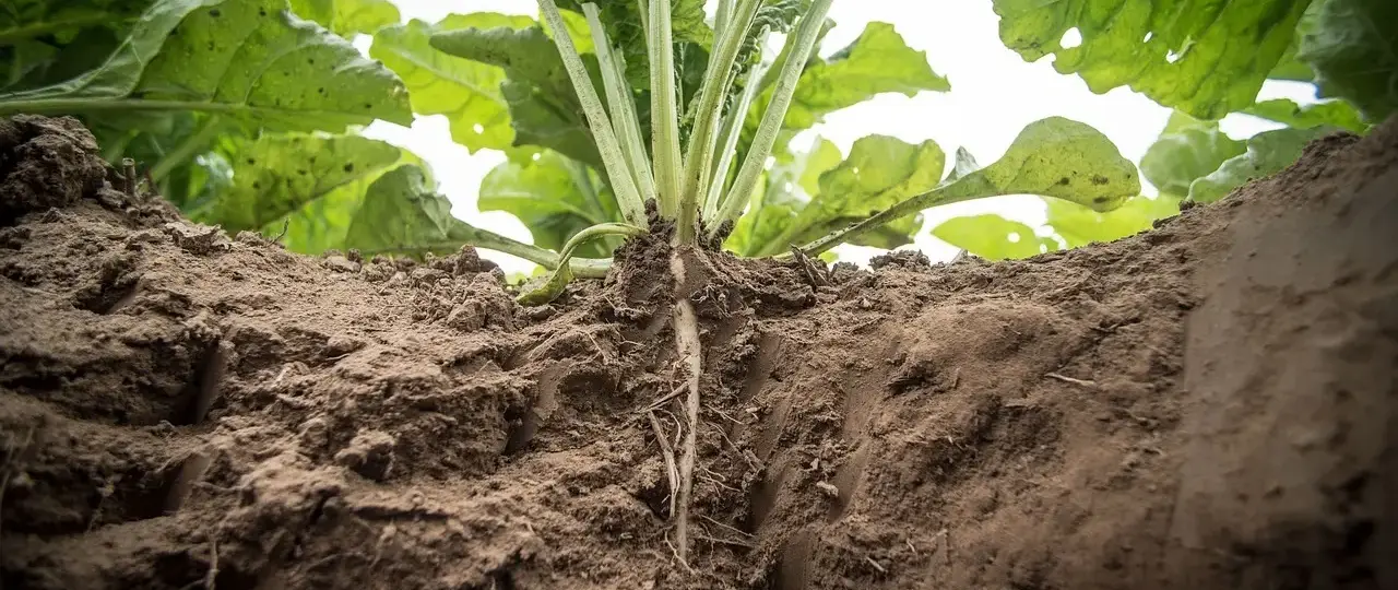 7 nøgletal fra De Danske Sukkerfabrikker (1872-1914)