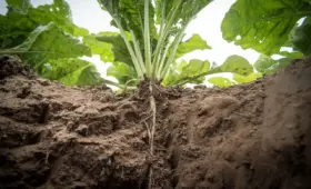 7 nøgletal fra De Danske Sukkerfabrikker (1872-1914)