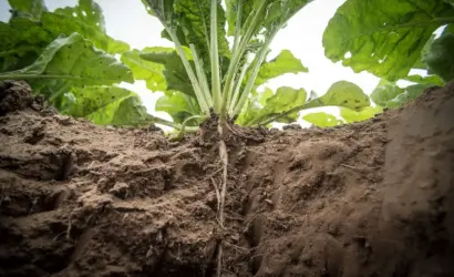 7 nøgletal fra De Danske Sukkerfabrikker (1872-1914)