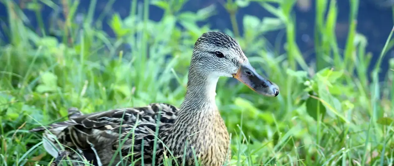 Artikel: Hjælp til krydsord