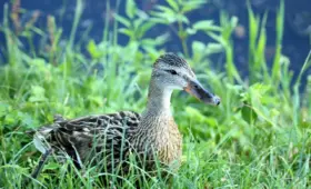 Artikel: Hjælp til krydsord