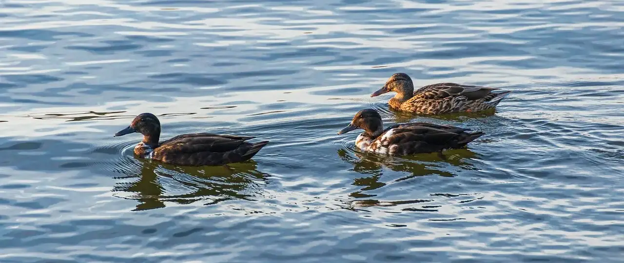Bælgfrugt Krydsord Løsning