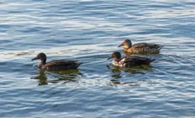 Bælgfrugt Krydsord Løsning