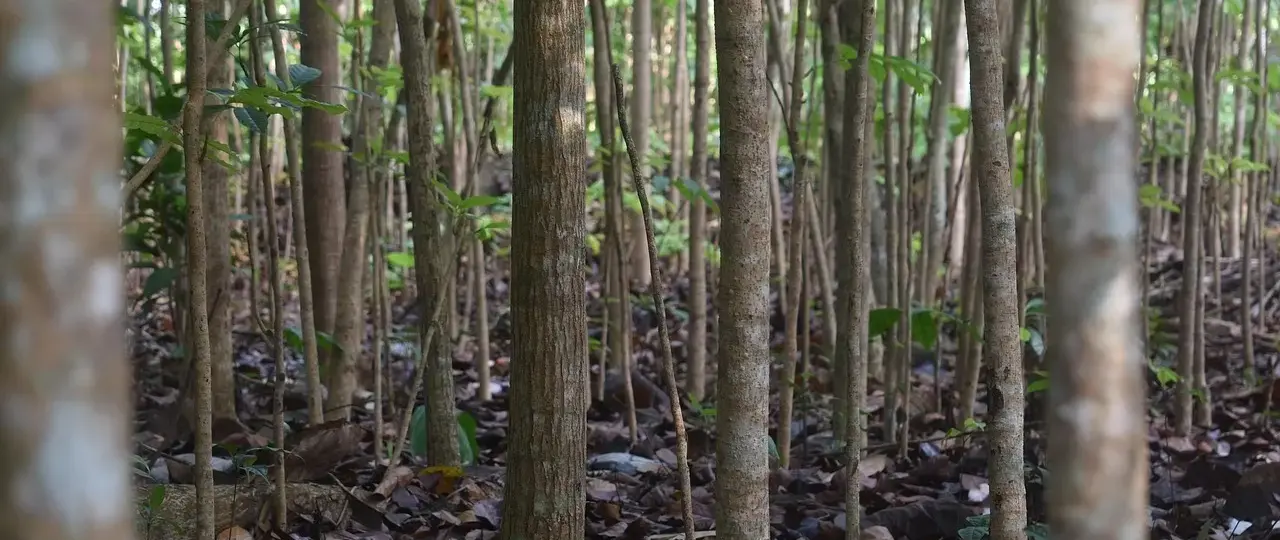 Den danske patentlov af 1894 og opfindelsernes kapitalisering
