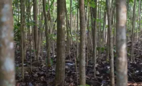 Den danske patentlov af 1894 og opfindelsernes kapitalisering