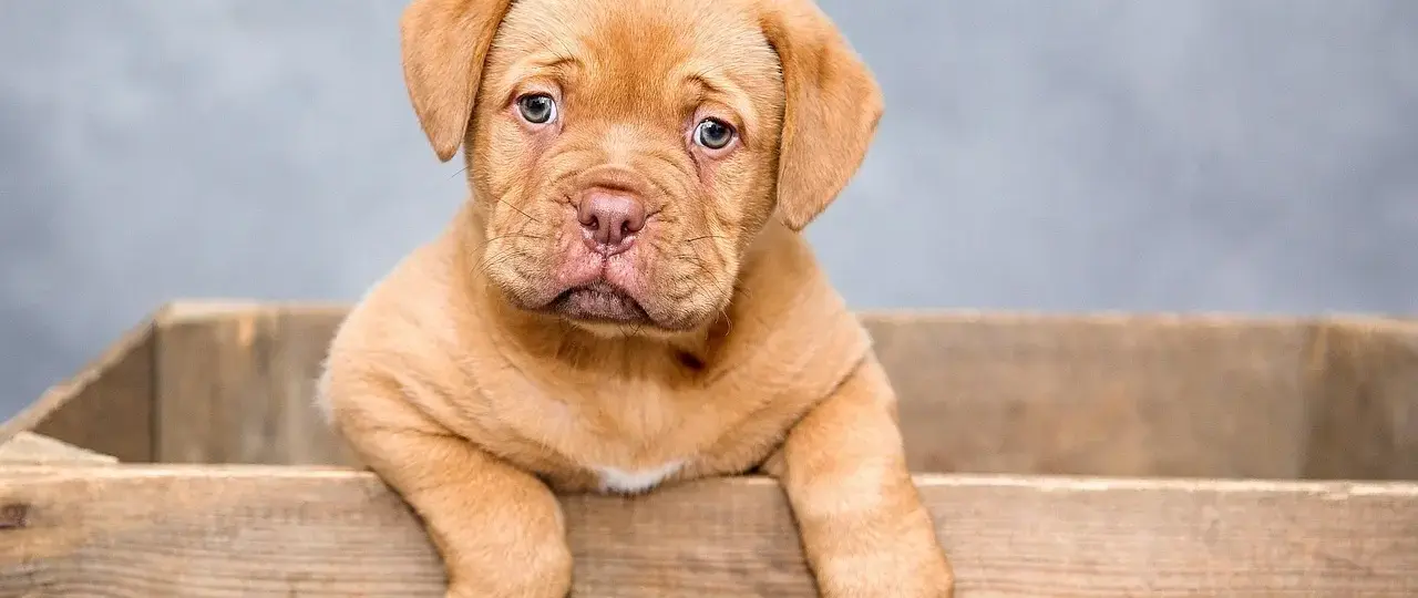 Edgeworth-boksen: kontraktkurven og kernen forklaret