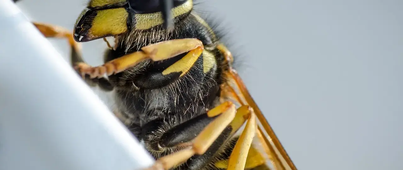 Fisken - Hjælp til krydsord