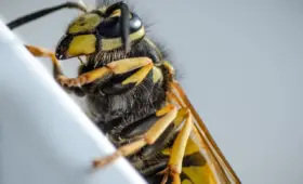 Fisken - Hjælp til krydsord