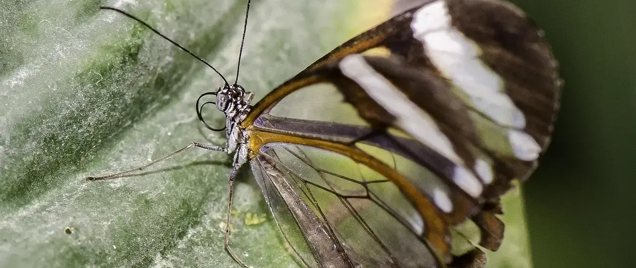 Greta Thunberg kæreste: Fakta om hendes privatliv