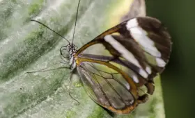 Greta Thunberg kæreste: Fakta om hendes privatliv