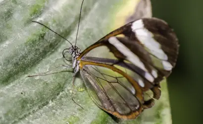 Greta Thunberg kæreste: Fakta om hendes privatliv