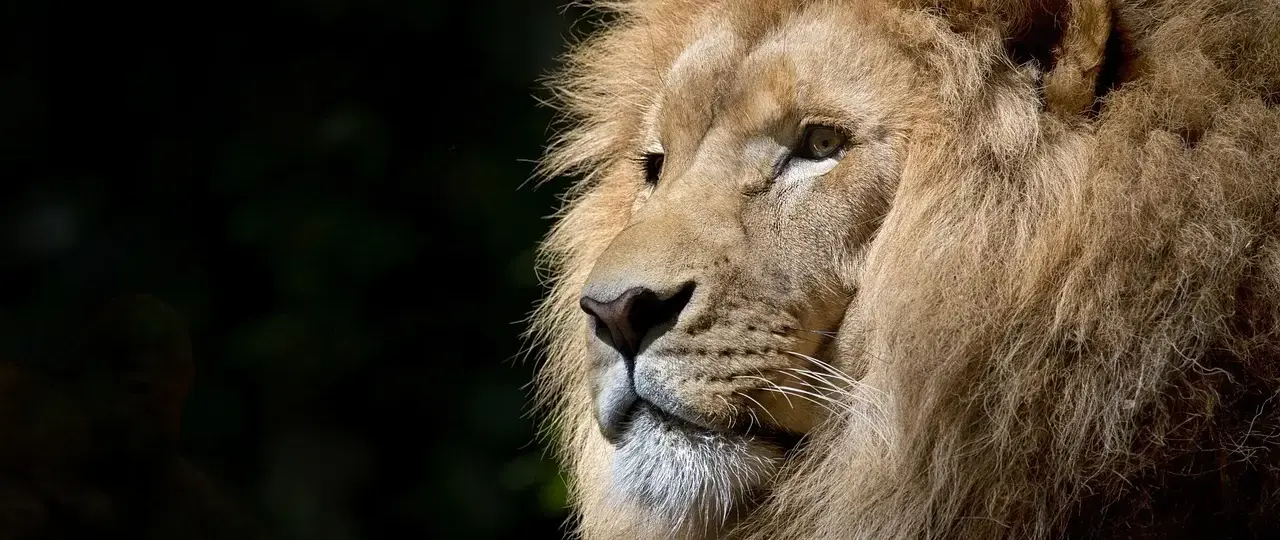 Hvad Hedder Kongens Børn - Få Et Overblik Over Den Kongelige Familie