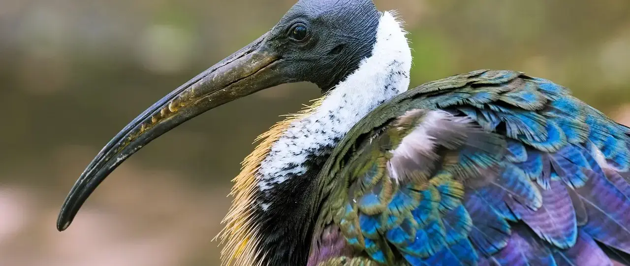 Ibi Støving kæreste - livet som single, frihed og vejen til ny kærlighed