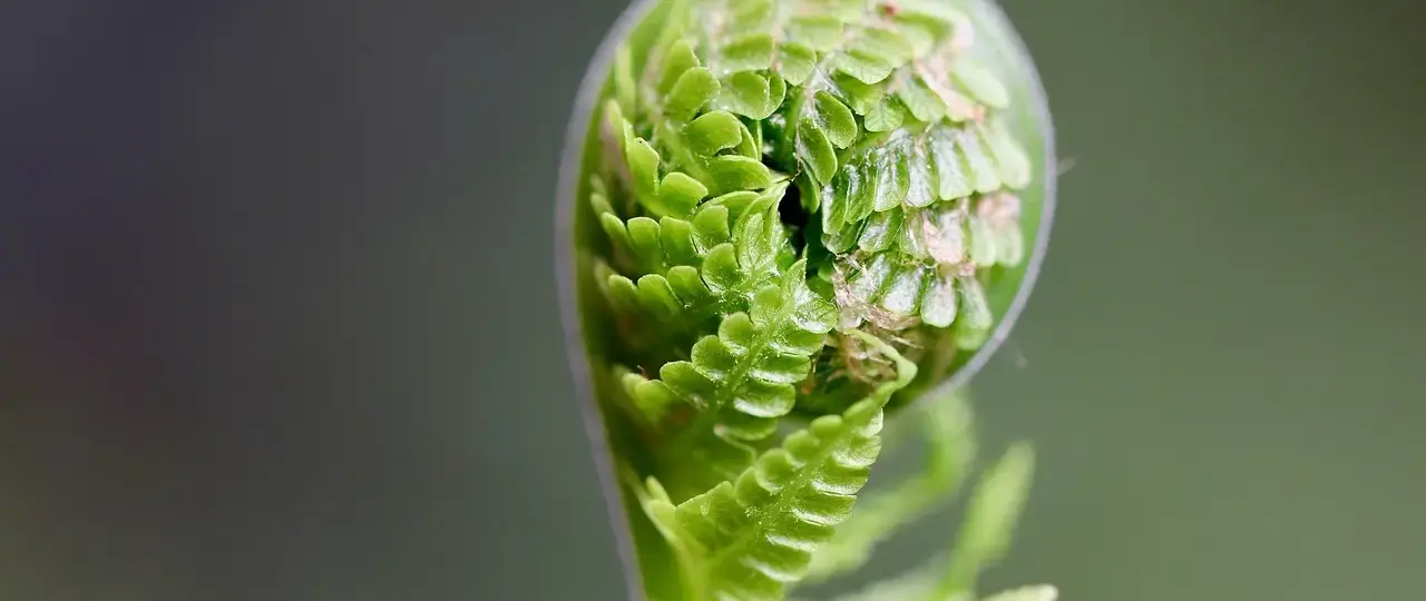 Krydsord løsning: Bregne