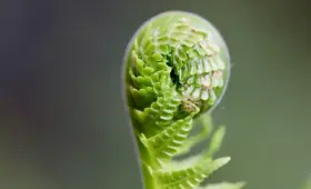 Krydsord løsning: Bregne