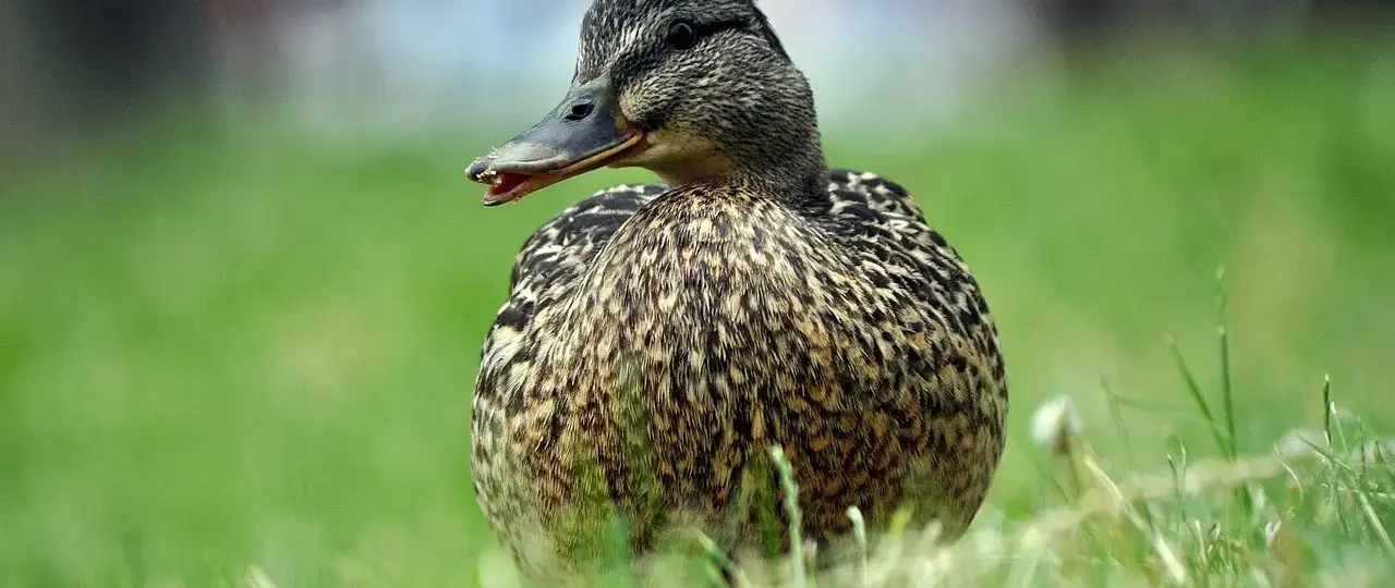 Krydsord Svar til Vogn
