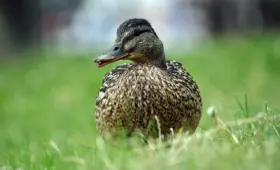 Krydsord Svar til Vogn