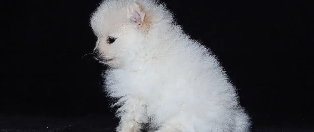 Lagrange-multiplikatoren: tolkning i forbrugeroptimering