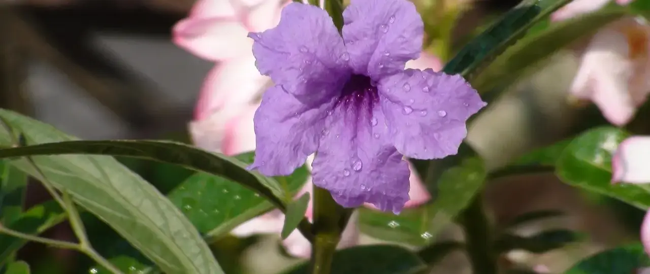 Medvirkende i Mary Poppins