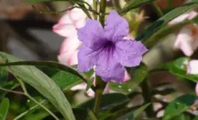 Medvirkende i Mary Poppins