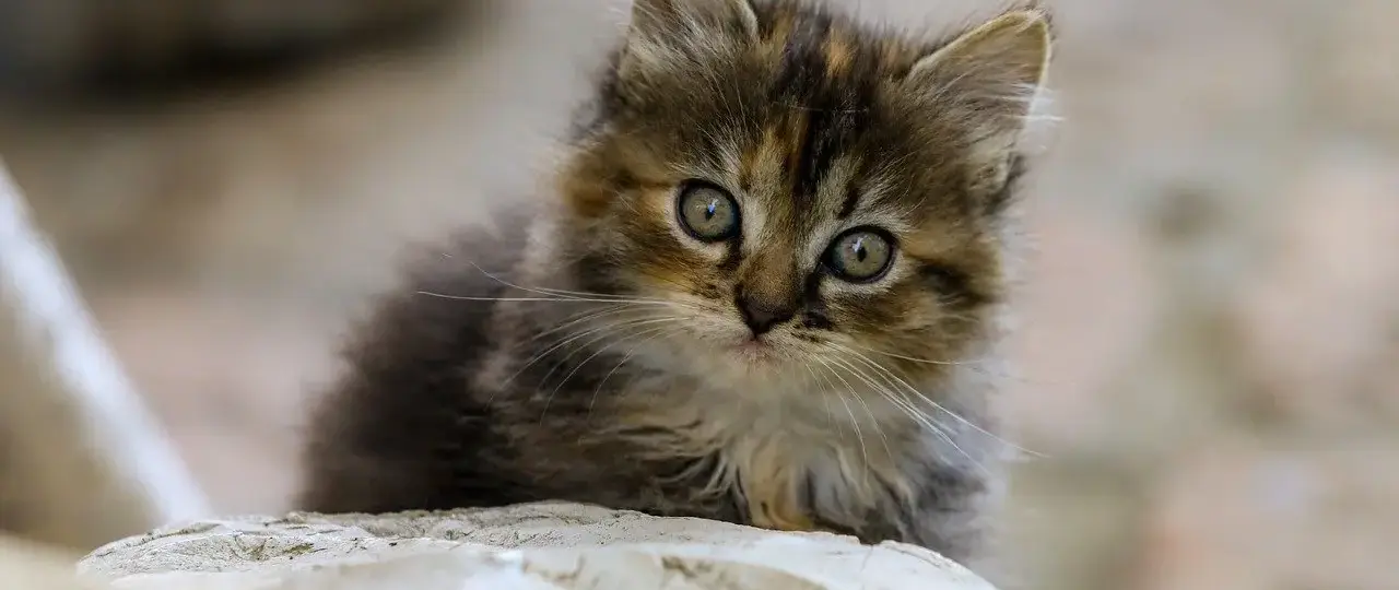 Medvirkende i The Post