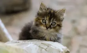 Medvirkende i The Post