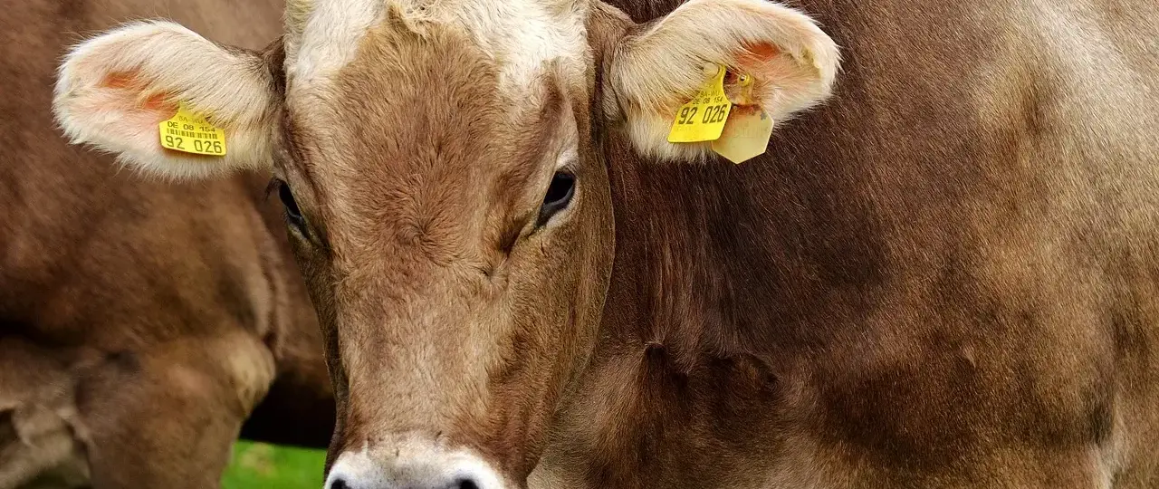 Sådan kortlægger du andelsbevægelsen i 1880’erne