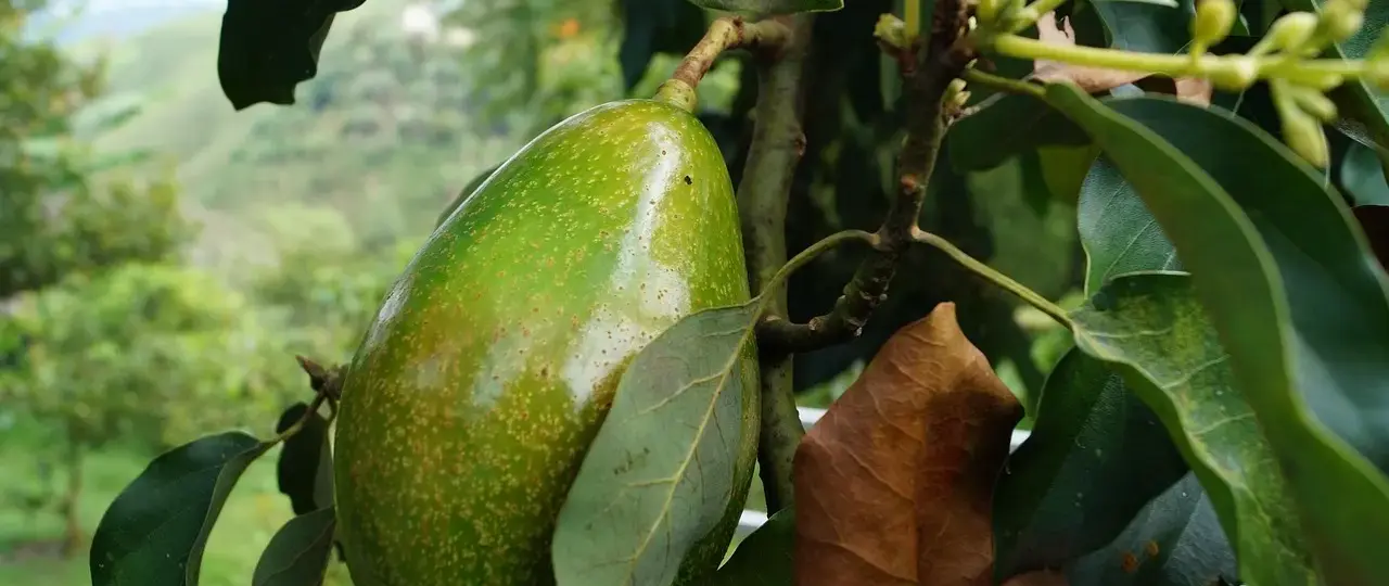 Sådan udleder du priselasticiteten af efterspørgslen