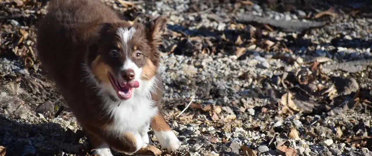 Shephards lemma: anvendt på udgiftsfunktionen