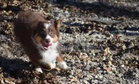 Shephards lemma: anvendt på udgiftsfunktionen