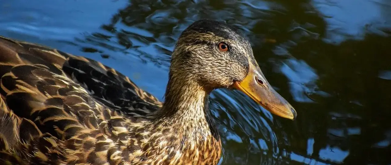 Tips til Slags i Krydsord
