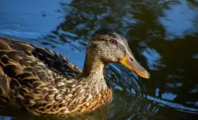 Tips til Slags i Krydsord