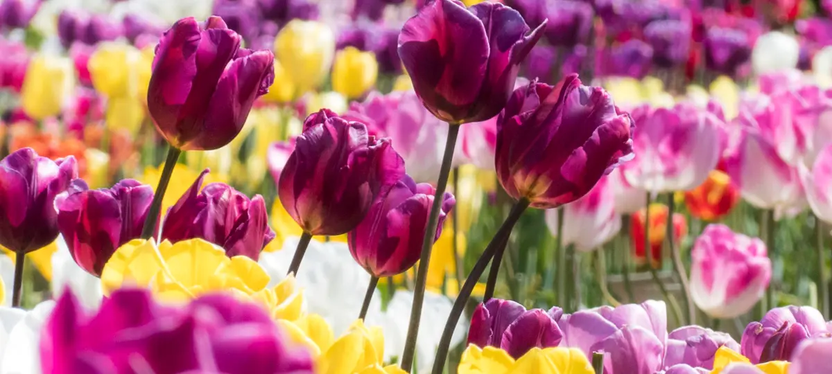 Tulipanboblen: Da en bondegård kunne købes for tulipanløg