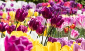 Tulipanboblen: Da en bondegård kunne købes for tulipanløg