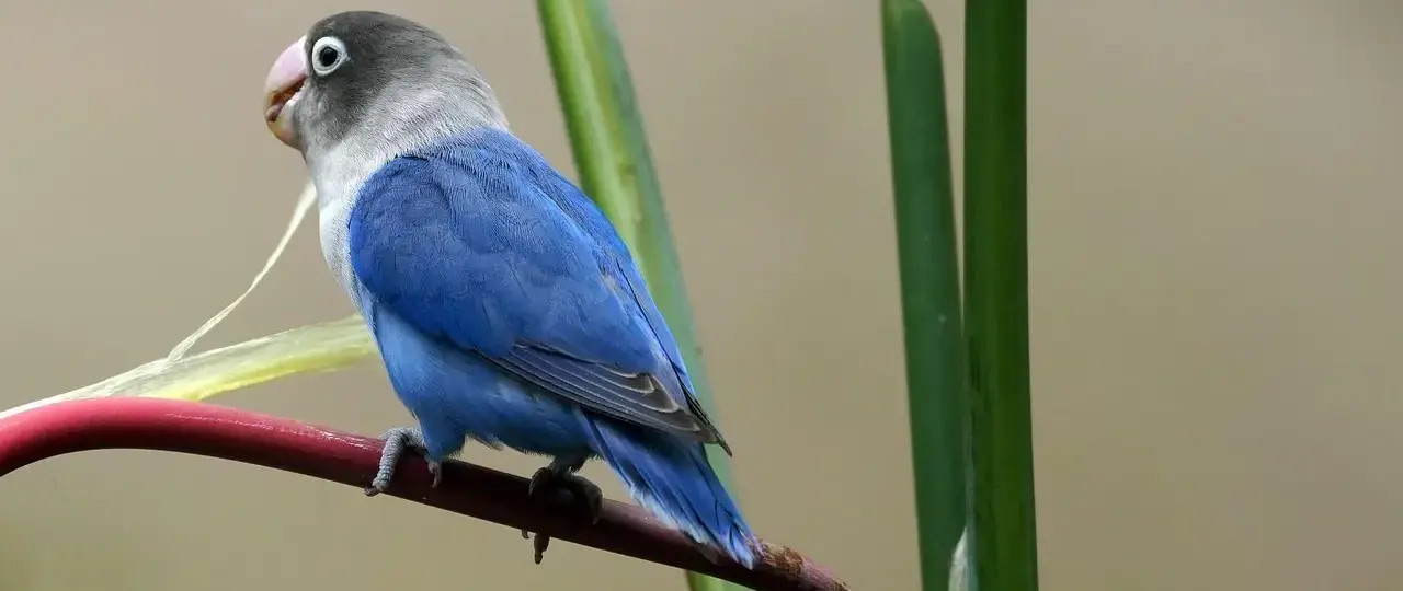 Viktor Fischer kæreste: Privatlivet og boligvalget efter karrieren