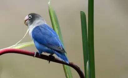 Viktor Fischer kæreste: Privatlivet og boligvalget efter karrieren